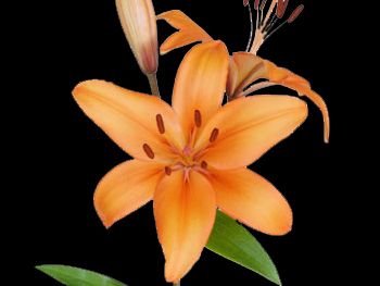 Perfume Liliaceae