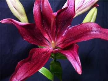 Red Alert Liliaceae