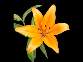 Royal Cadisha Liliaceae