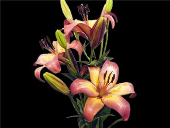 Royal Present Liliaceae