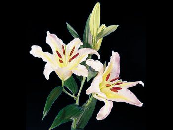 Starclass Liliaceae