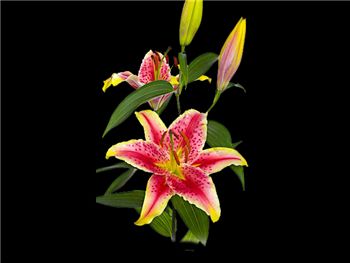 Striking Liliaceae
