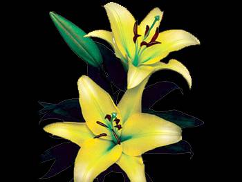 Yelloween Liliaceae