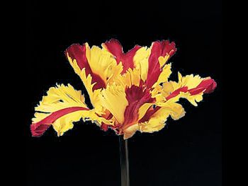 Flaming Liliaceae