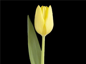 Friendship Liliaceae