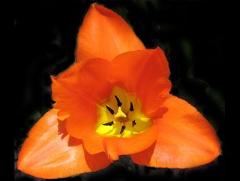 Orange Breeze Liliaceae