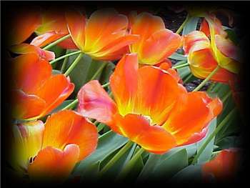 Orange Queen Liliaceae