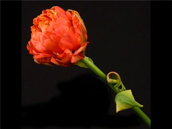 Orange Unique Liliaceae