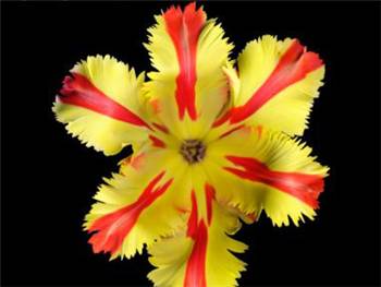 Texas Flame Liliaceae