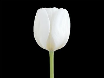 White Dream Liliaceae