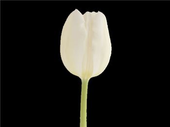 White Marvel Liliaceae