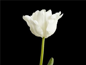 White Rebel Liliaceae