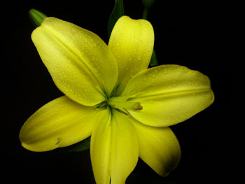 Gironde Lilly-Asiatic