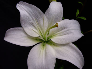 Navona Lilly-Asiatic