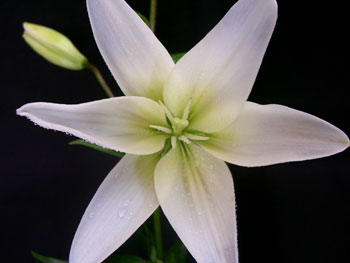 White Dream Lilly-Asiatic