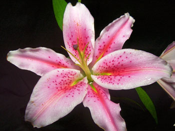 Acapulco Lilly-Oriental