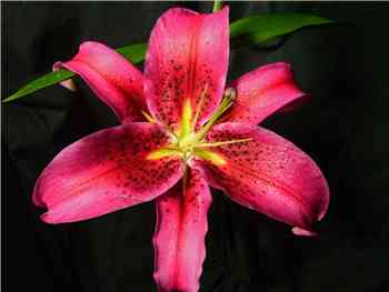 Montezuma Lilly-Oriental