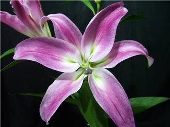 Robina Lilly-Oriental