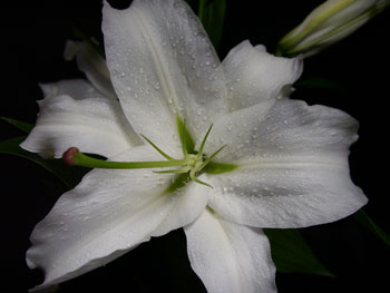 Siberia Lilly-Oriental