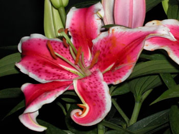 Sorbonne Lilly-Oriental