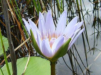 Cape Blue Nymphaeaceae