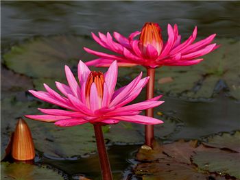 Indian Red Nymphaeaceae