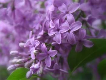 Purple Oleaceae