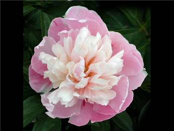 Bowl of Beauty Paeoniaceae