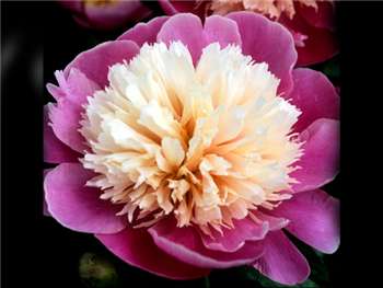 Embraceable Pink Paeoniaceae