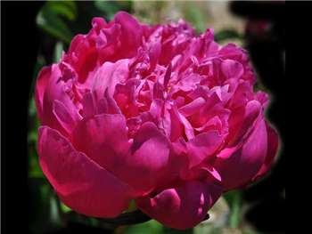 Shawnee Rose Paeoniaceae
