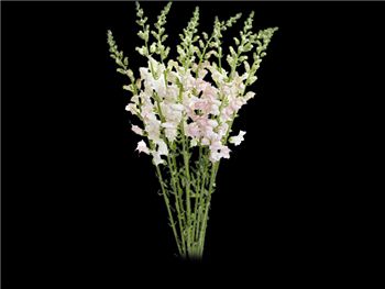 Bi Color Pink - White Plantaginaceae