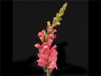 Hot Pink Plantaginaceae