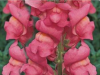 Potomac Early Rose Plantaginaceae