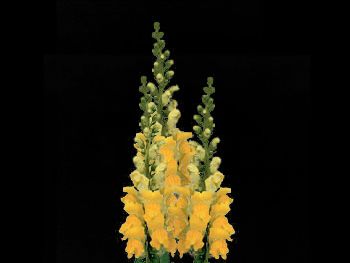 Winter Euro Yellow HFC Plantaginaceae