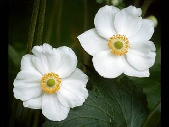 Japonica Ranunculaceae