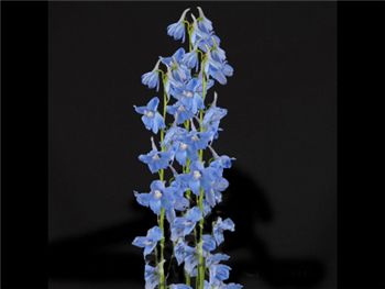 Bella Light Blue Ranunculaceae