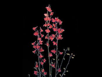 Bev Hills Scarlet Ranunculaceae
