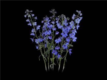 Dark Blue Ranunculaceae