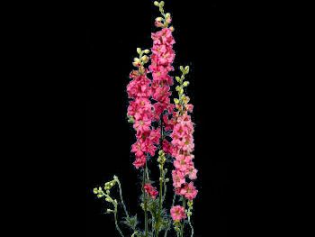 Larkspur Dark Pink Ranunculaceae