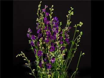 Larkspur Purple Ranunculaceae