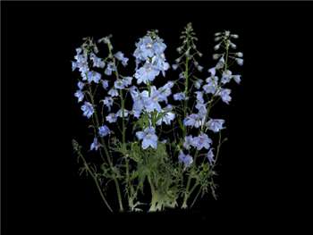 Light Blue Ranunculaceae