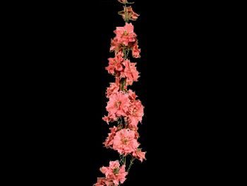 Pink HFC Ranunculaceae