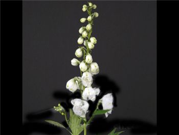White Ranunculaceae