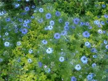 Love In A Mist Ranunculaceae