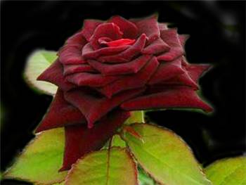 Black Beauty Rosaceae
