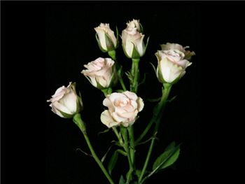 Cream Gracia Rosaceae