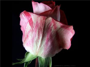 Latin Lady Rosaceae