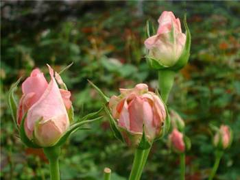 Pink Renate Rosaceae