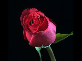 Rouge Baiser Rosaceae