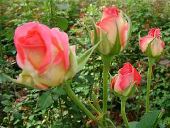 Splendid Renate Rosaceae